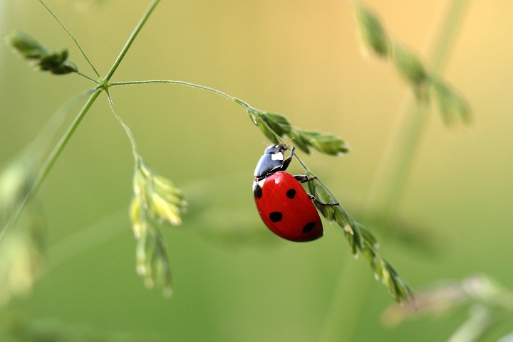 Image of a lady bug for environmentally conscious pest control