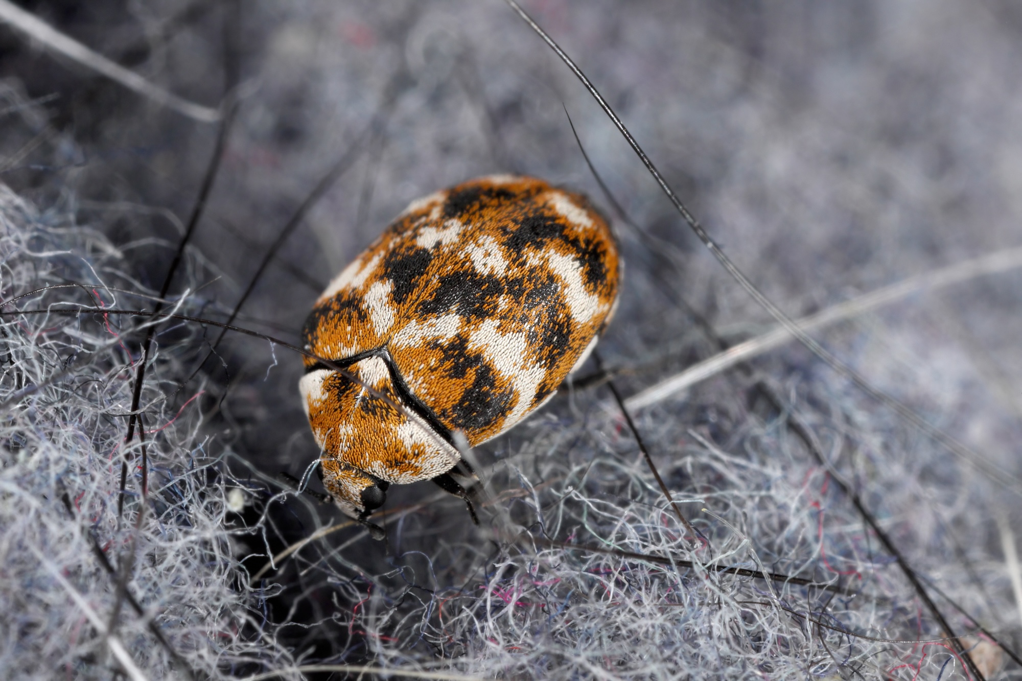 Can insects in my house make me sick? | Double Diamond Pest Control